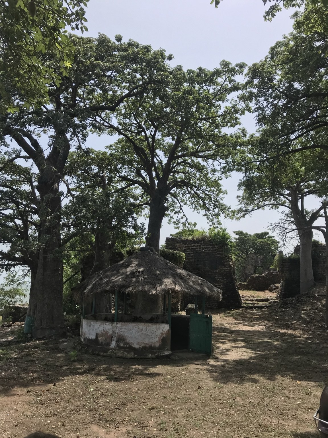 Trees and traditional structure in The Gambia