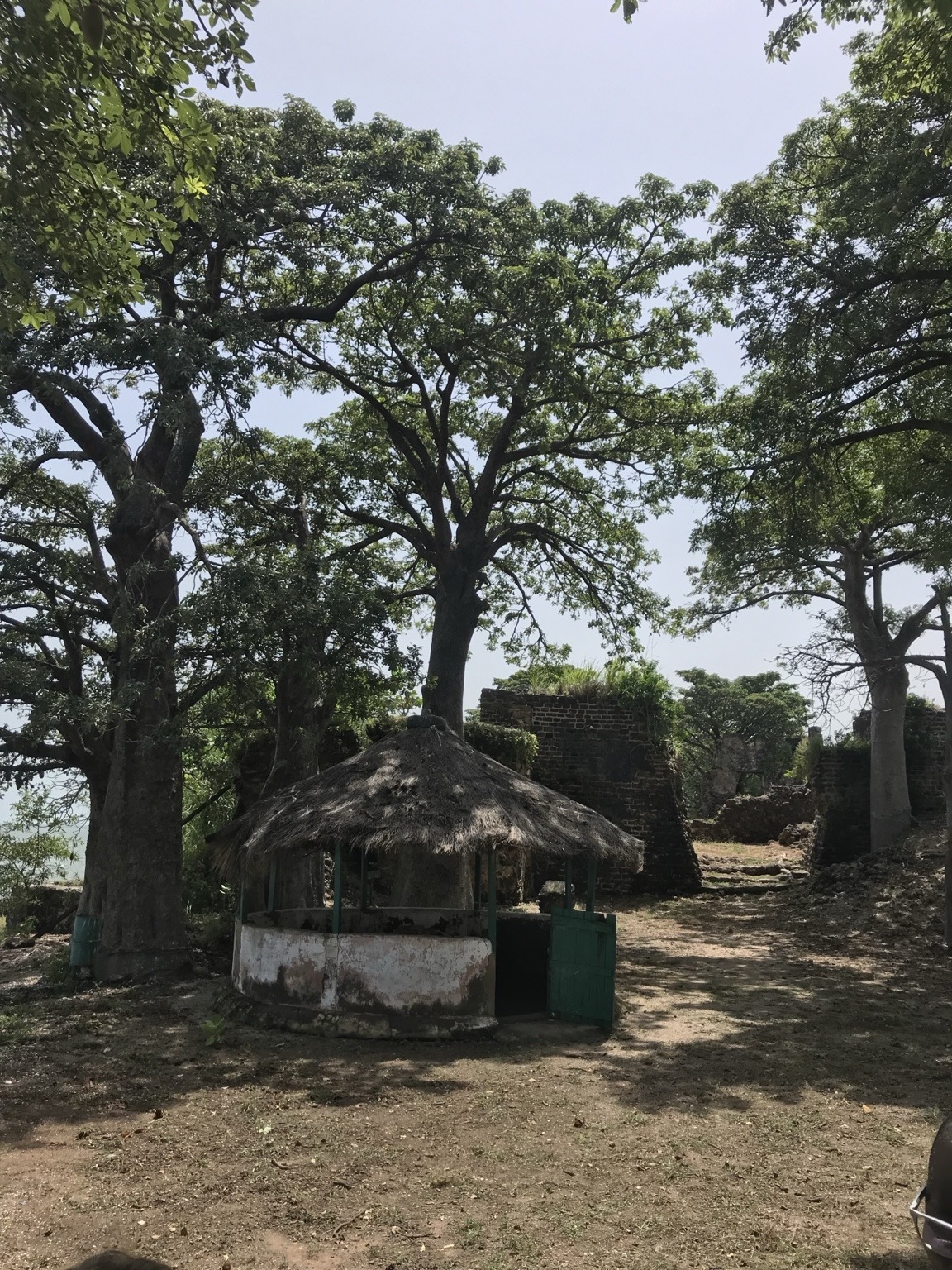 Baobab trees and hut